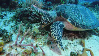 Underwater photograph by Joel Bergsma