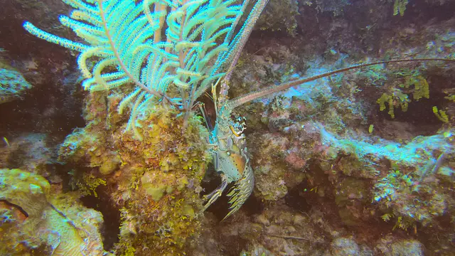 Lobster
