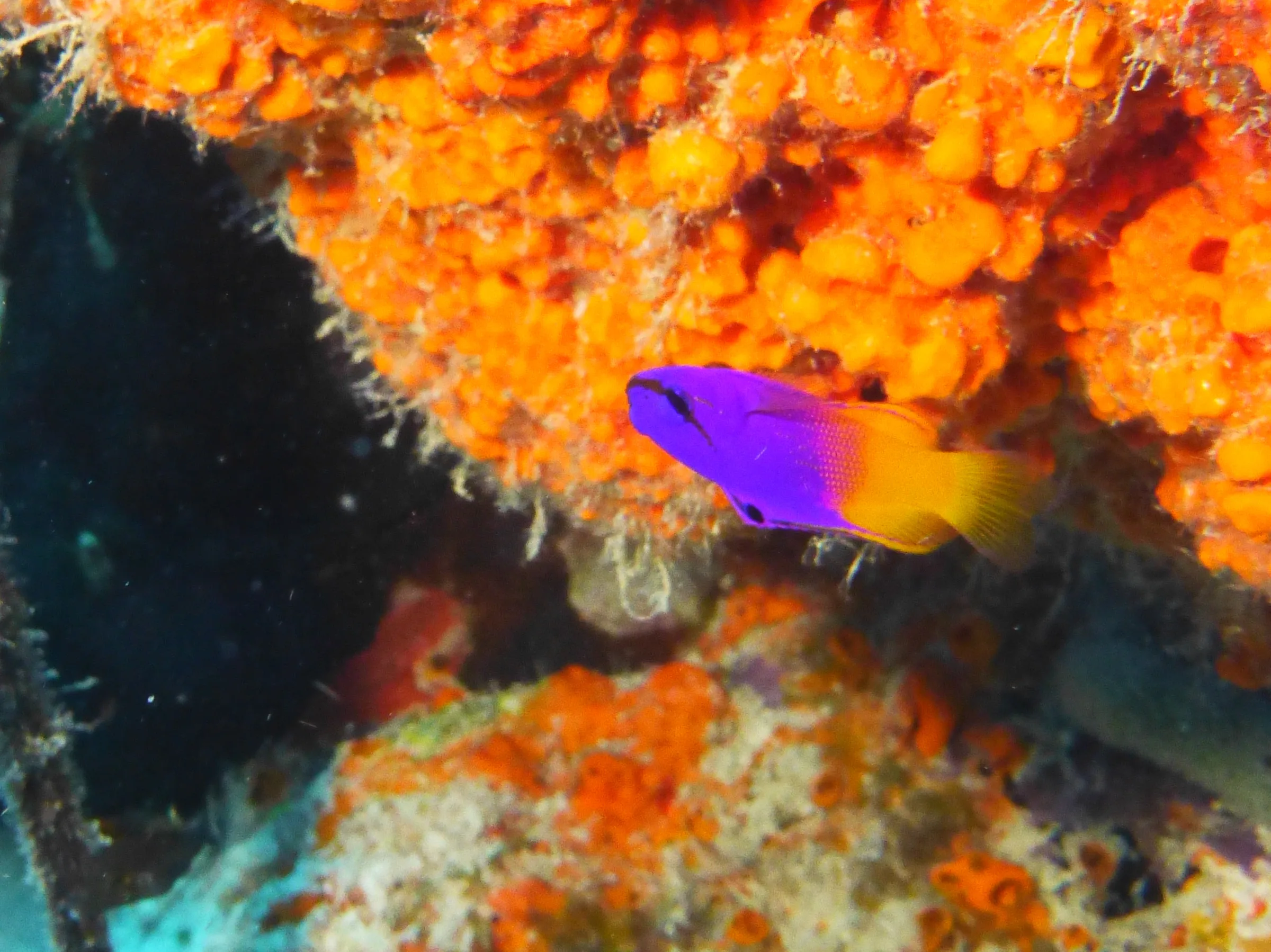 Fairy Basslet, Bonaire, 2013