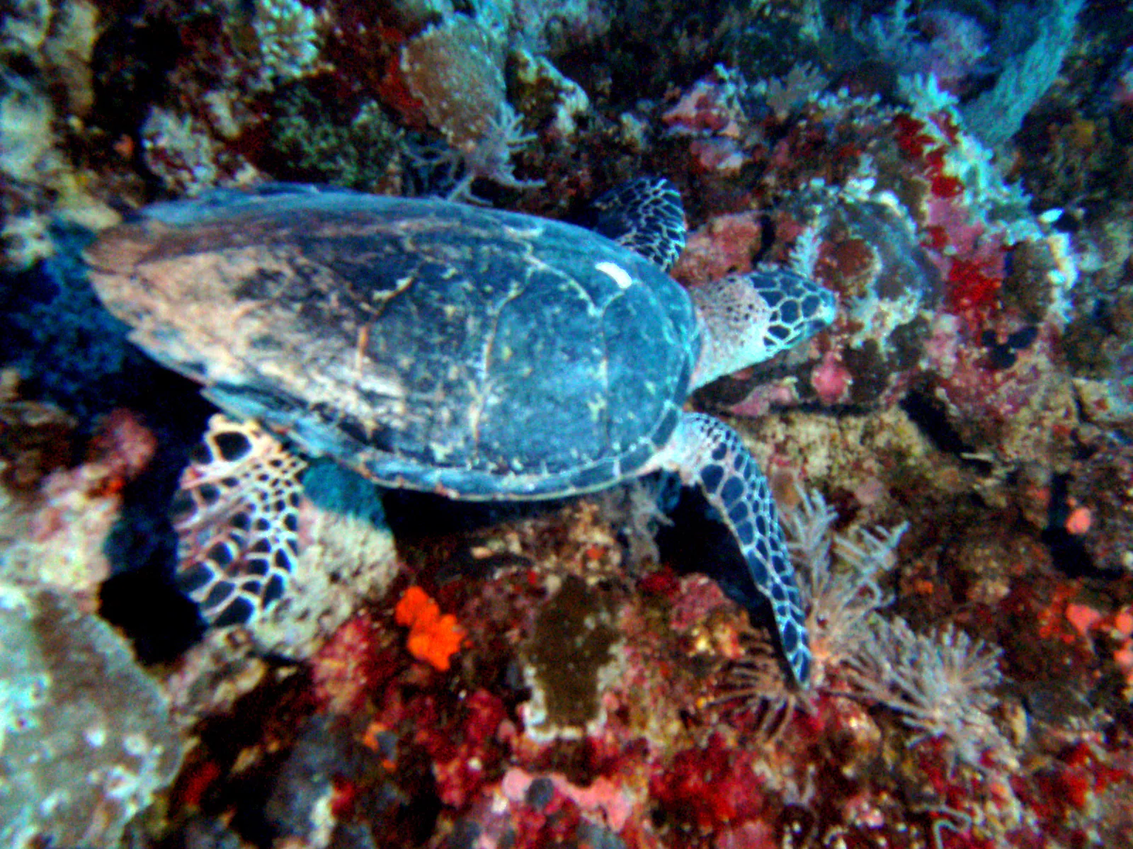 Green Sea Turtle