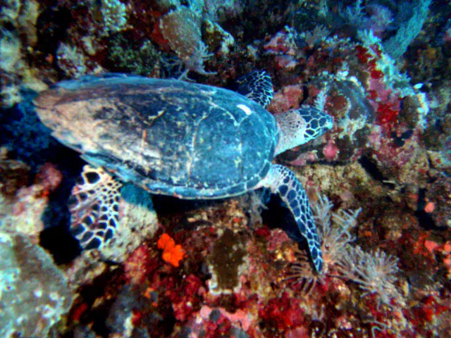 Green Sea Turtle