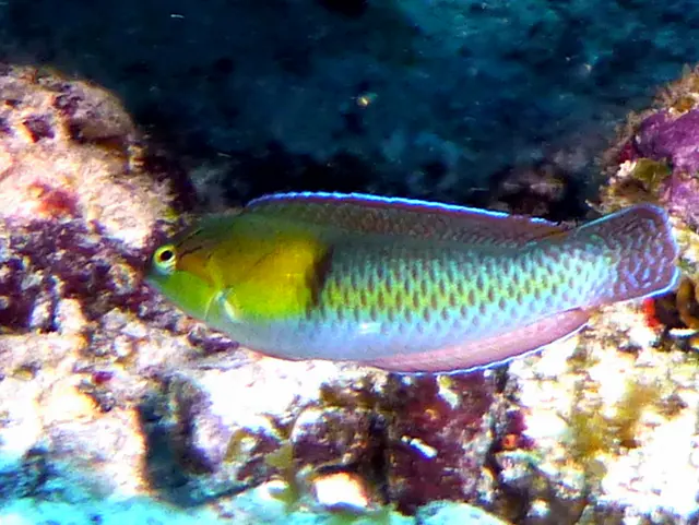 Underwater photograph by Joel Bergsma