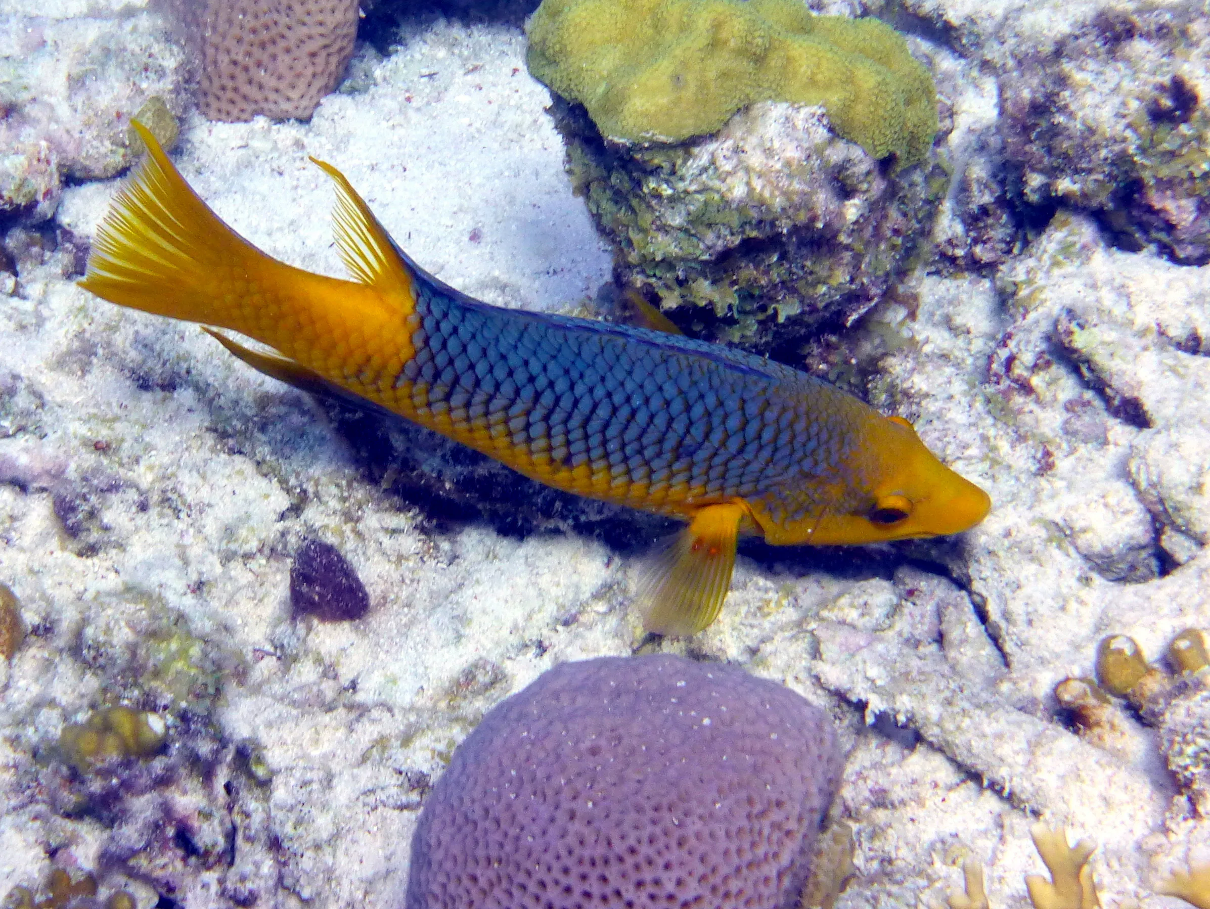 Spanish Hogfish, Bonaire, 2013