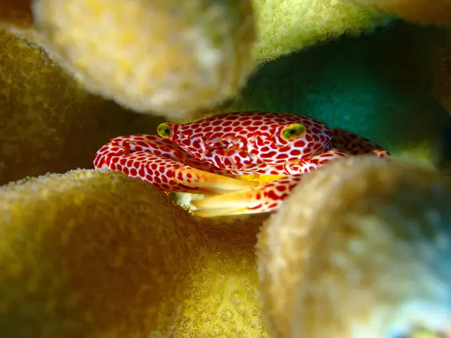 Underwater photograph by Joel Bergsma