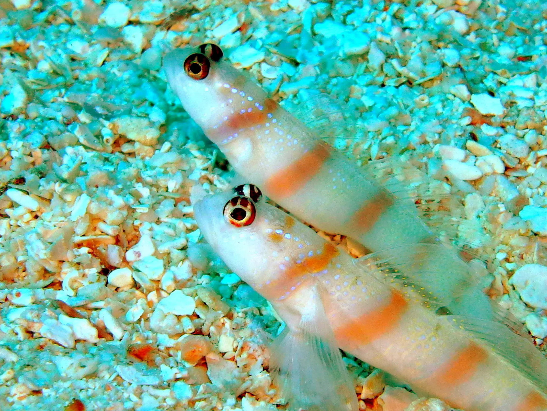 Jawfish, Palau, 2016
