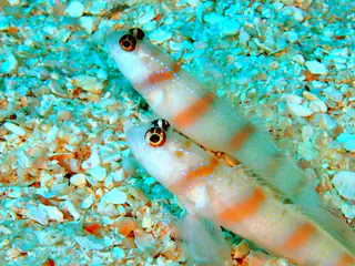 Underwater photograph by Joel Bergsma