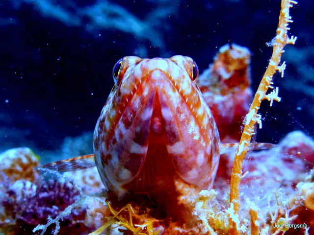 Underwater photograph by Joel Bergsma