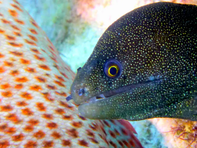 Underwater photograph by Joel Bergsma