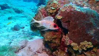 Underwater photograph by Joel Bergsma
