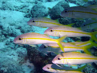 Underwater photograph by Joel Bergsma