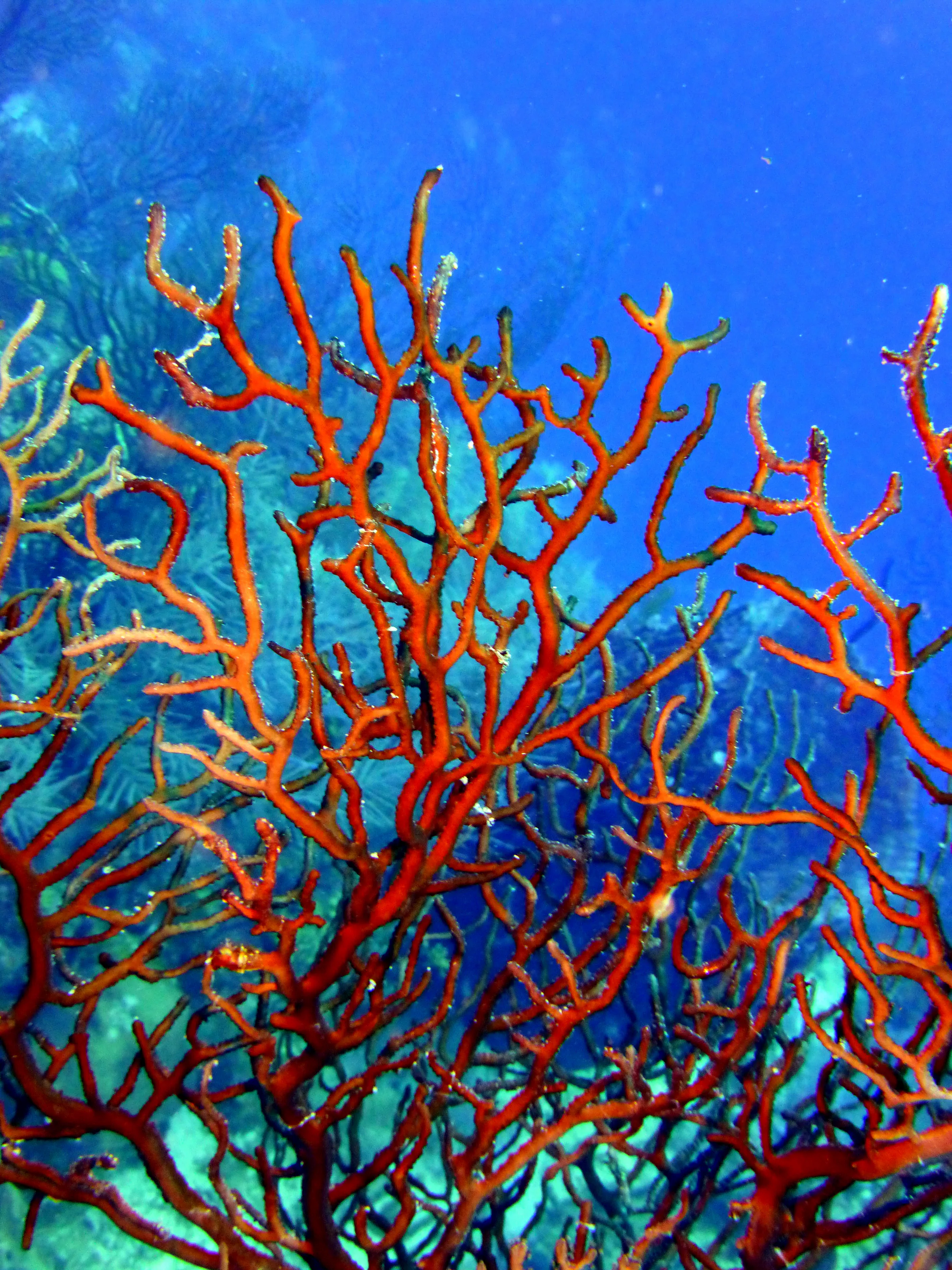 Belize underwater photograph, 2017