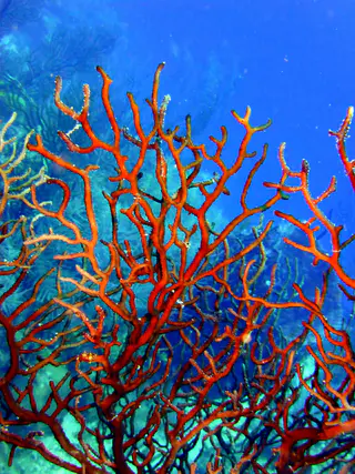 Underwater photograph by Joel Bergsma