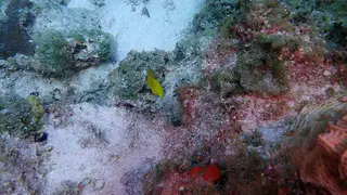Juvenile Blue Tang