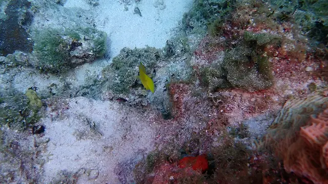 Juvenile Blue Tang