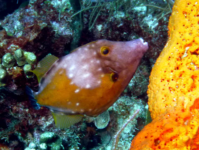 Underwater photograph by Joel Bergsma