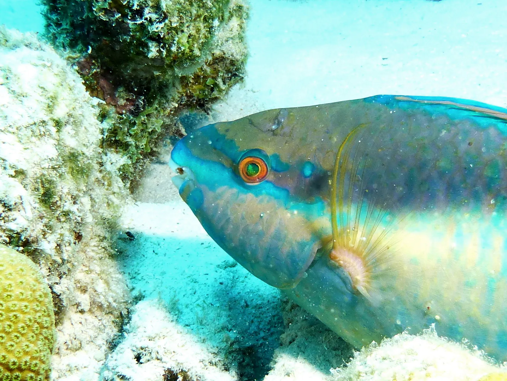 Parrotfish, Bonaire, 2013