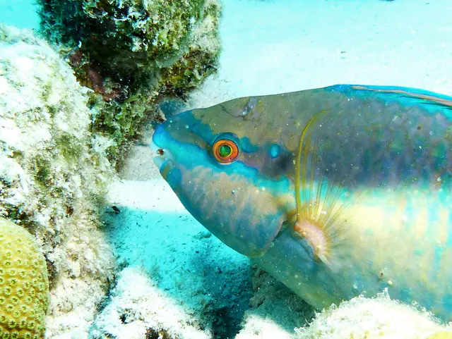Underwater photograph by Joel Bergsma