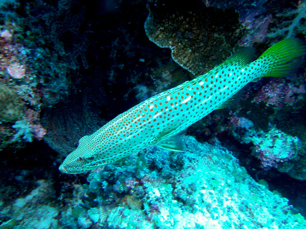 Many-Spotted Sweetlips.