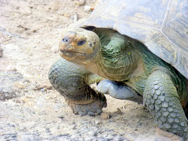 Giant Tortoise