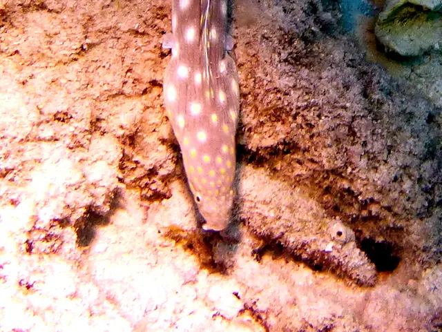 Underwater photograph by Joel Bergsma