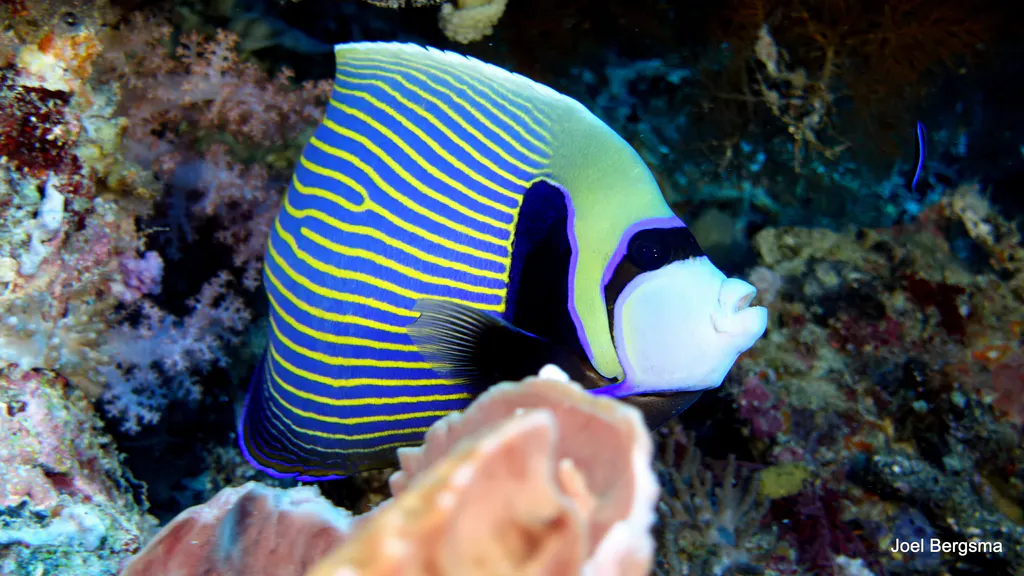 Underwater photograph by Joel Bergsma