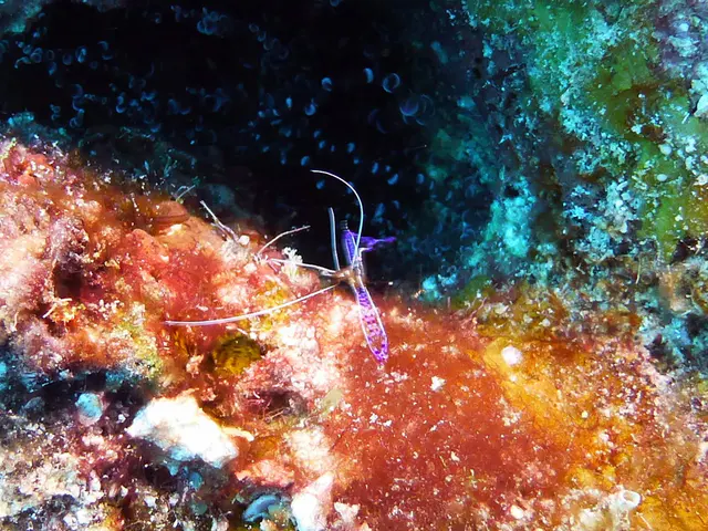 Underwater photograph by Joel Bergsma