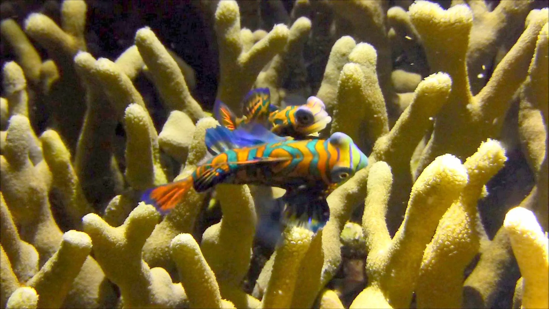 Mandarinfish, Philippines, 2014