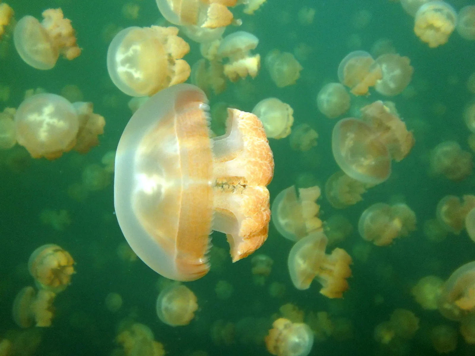 Intova Digital Camera