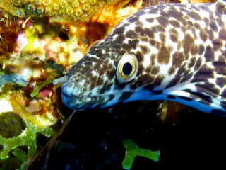 Underwater photograph by Joel Bergsma