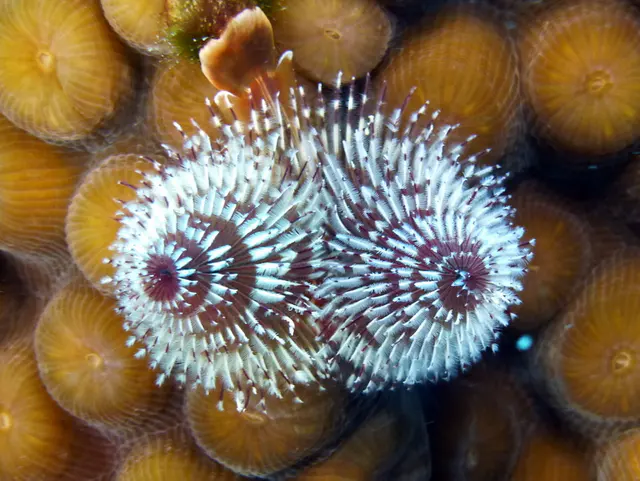Underwater photograph by Joel Bergsma