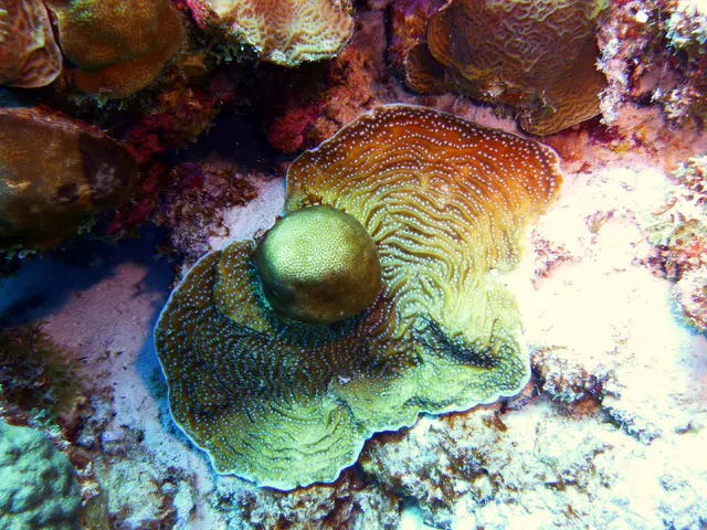 Underwater photograph by Joel Bergsma