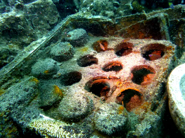 Underwater photograph by Joel Bergsma