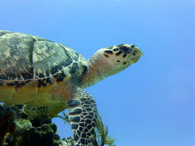 Underwater photograph by Joel Bergsma