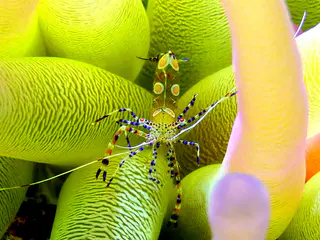 Underwater photograph by Joel Bergsma