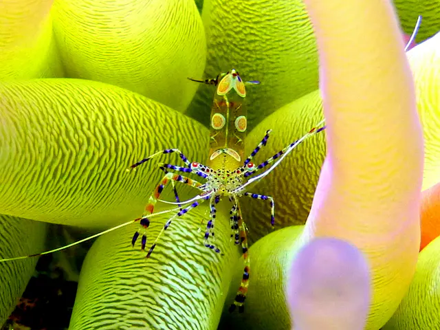 Underwater photograph by Joel Bergsma