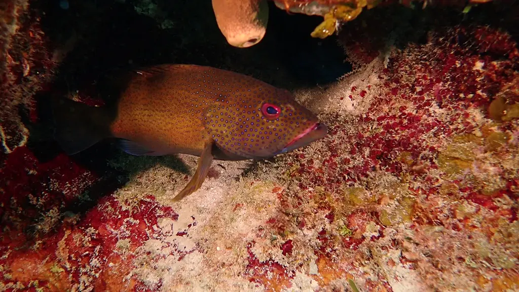 Graysby Grouper
