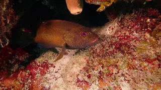 Graysby Grouper