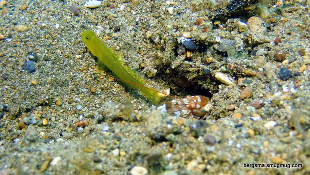 Underwater photograph by Joel Bergsma