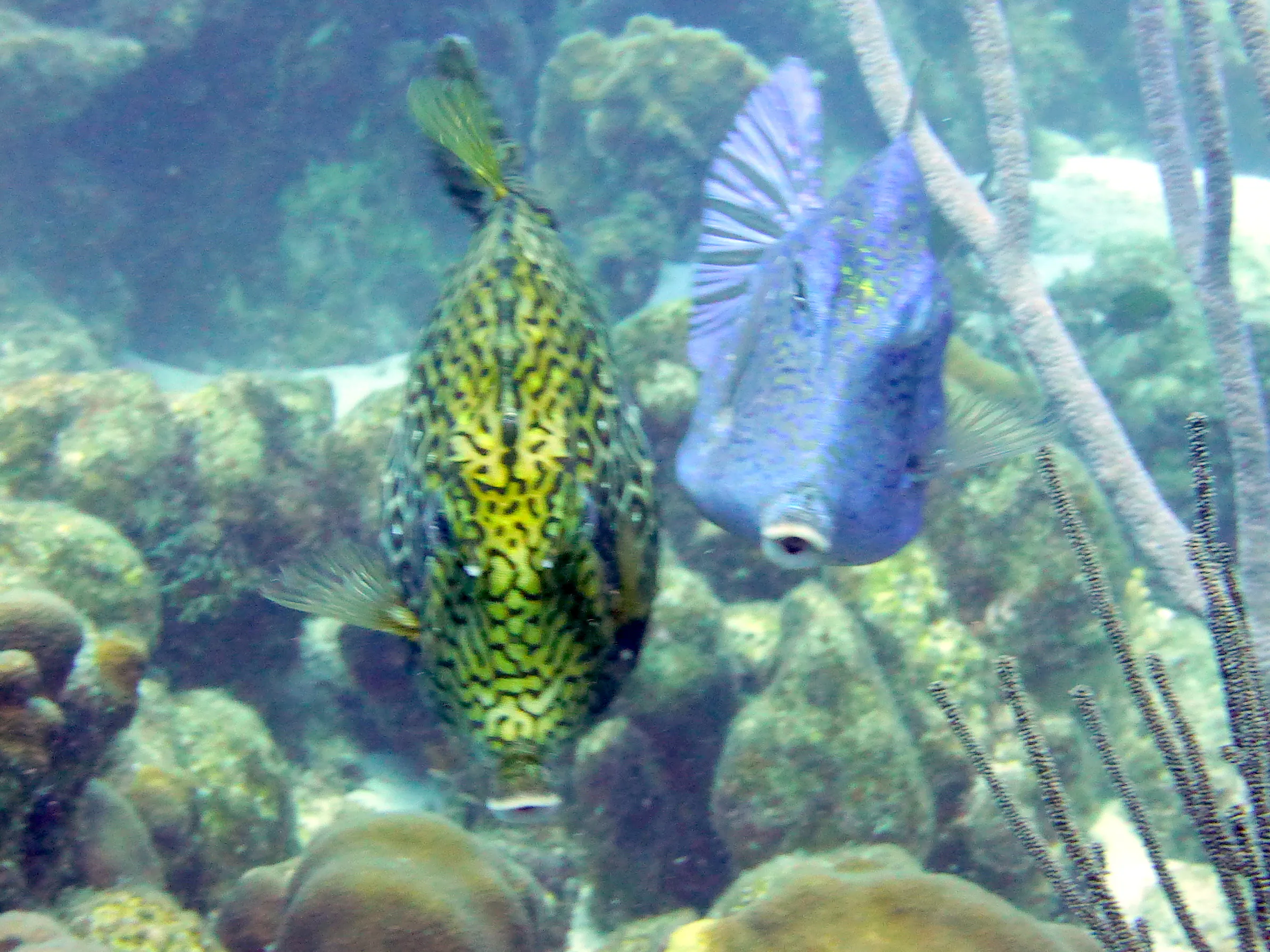 Bonaire underwater photograph, 2013