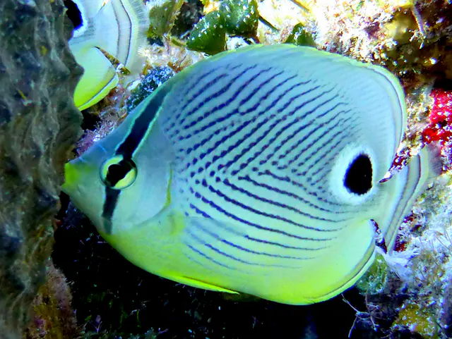 Underwater photograph by Joel Bergsma