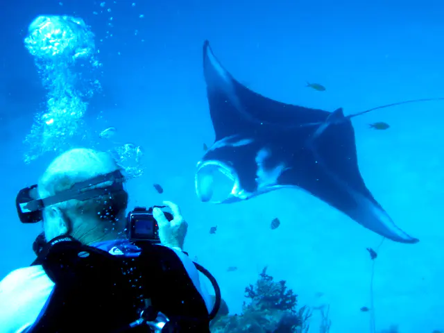 A manta ray approaches its cleaning station at the mouth of the German Channel, Palau.   2011-01-22.