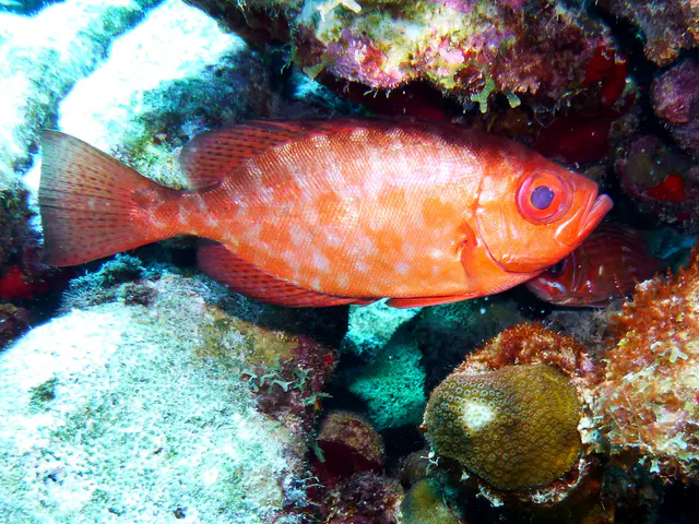 Underwater photograph by Joel Bergsma