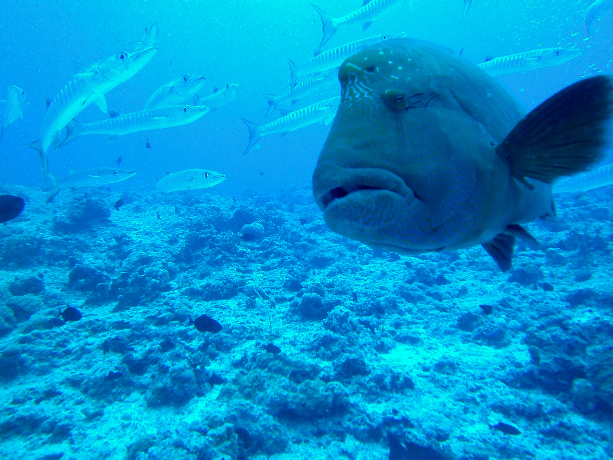 Napoleon Wrasse aka Humphead Wrasse. See Gerald Allen, et al, Reef Fish Identification - Tropical Pacific (2003) at page 193.