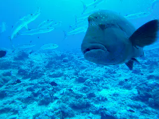 Napoleon Wrasse aka Humphead Wrasse. See Gerald Allen, et al, Reef Fish Identification - Tropical Pacific (2003) at page 193.