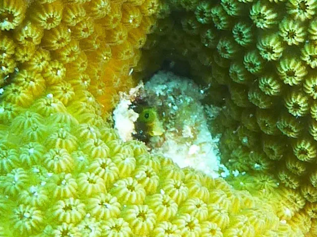 tiny eel