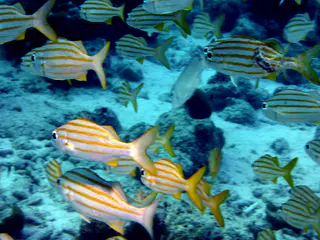 Underwater photograph by Joel Bergsma