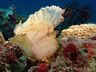 Underwater photograph by Joel Bergsma