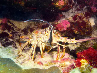Underwater photograph by Joel Bergsma
