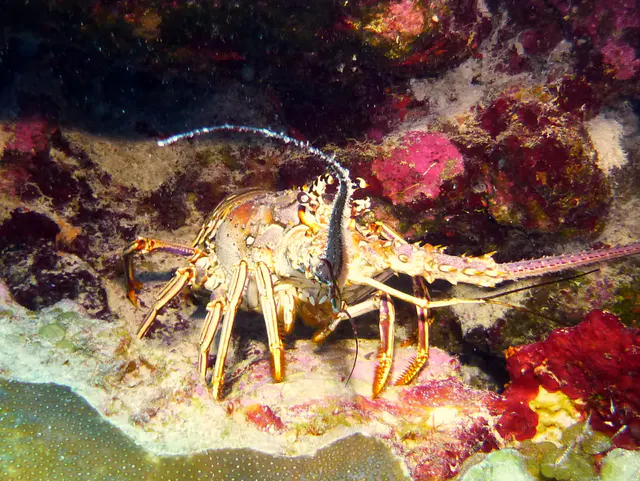 Underwater photograph by Joel Bergsma