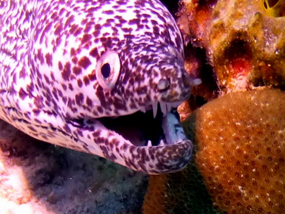 Spotted Moray Eel, Bonaire, 2013